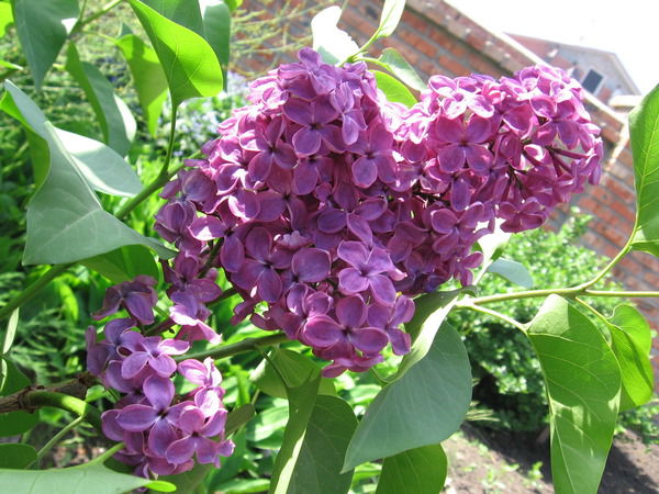 Юля Питаева