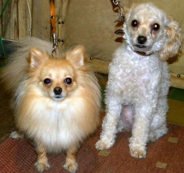 Елена Исаева