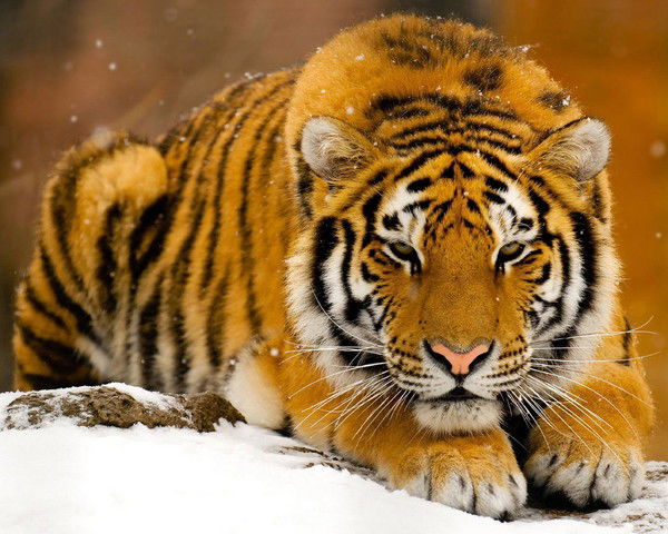 Евгений Горин