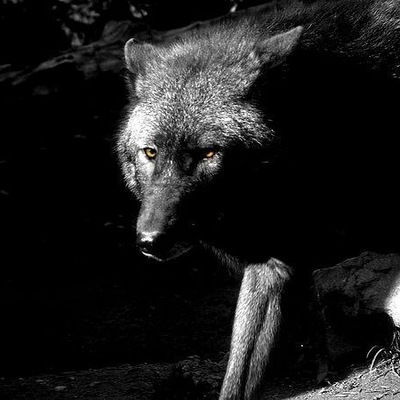 Роман Роман