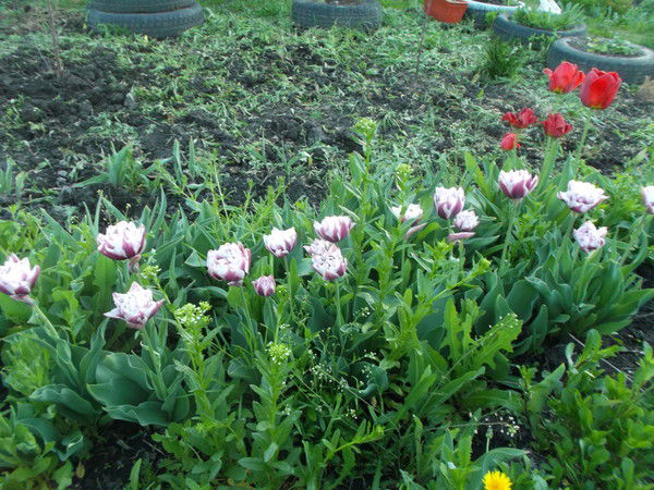 Марина Тихонова