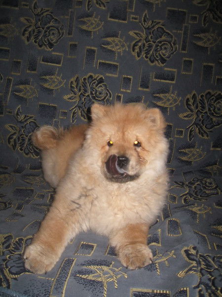 Ангелина ***