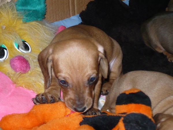 Александр Новичков