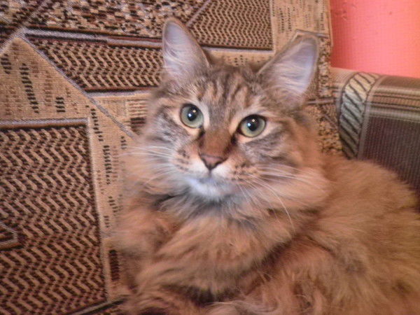 Светлана Королева