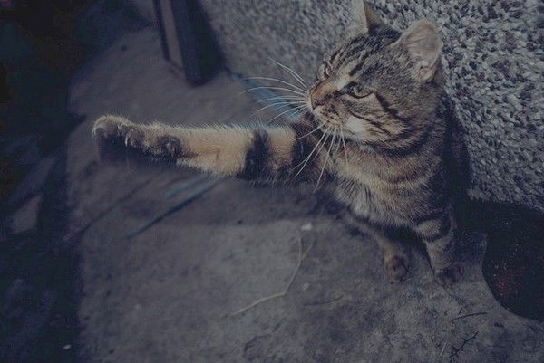 Алексей Трутнев