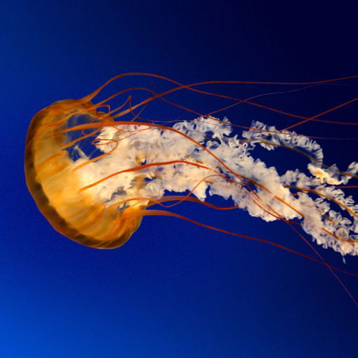 Дарья Волкова