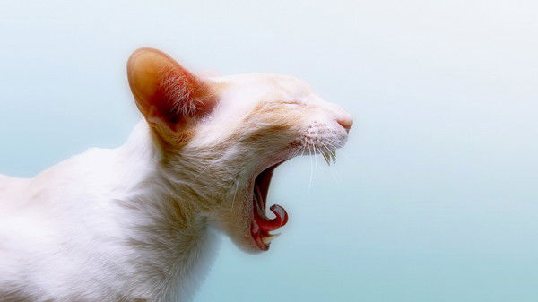 Алексей Курдюков