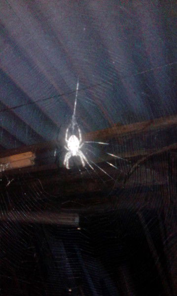 Дмитрий Костенко