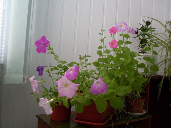 Галина Галкина