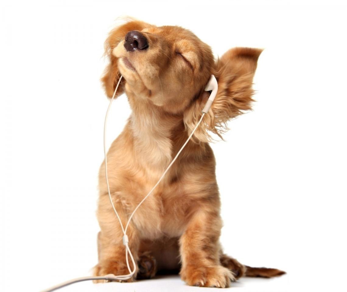 Собака Лалалайка