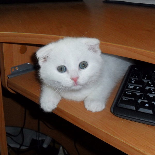 Анастасия Зубченко