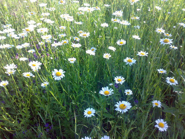 Татьяна Агеева