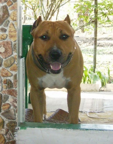 Миша Андреев