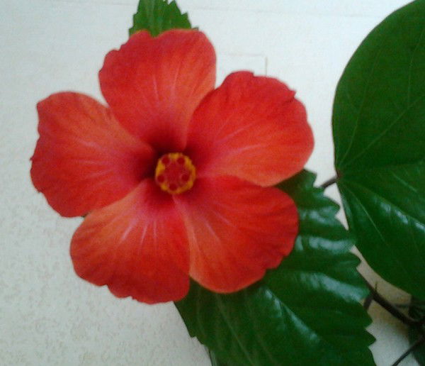 Фаина Харина