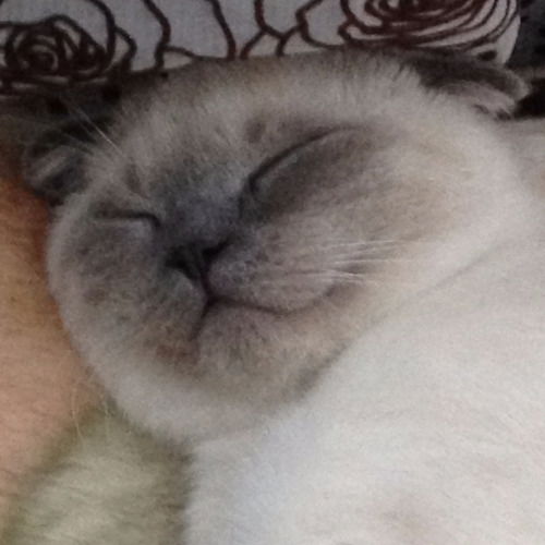 Михаил Богданов