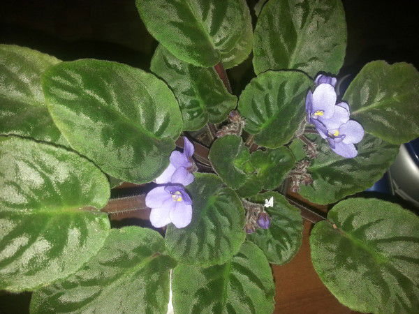 Лаззат Аманкосова