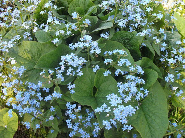 Юлия Сорокина