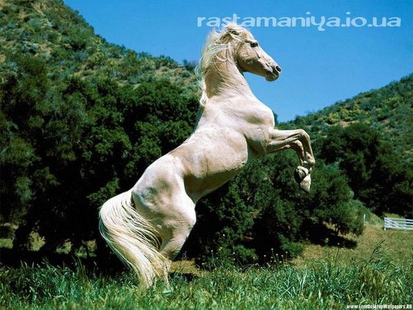 Пери Кенжебекова