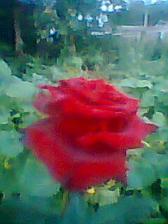 Ольга Микушина