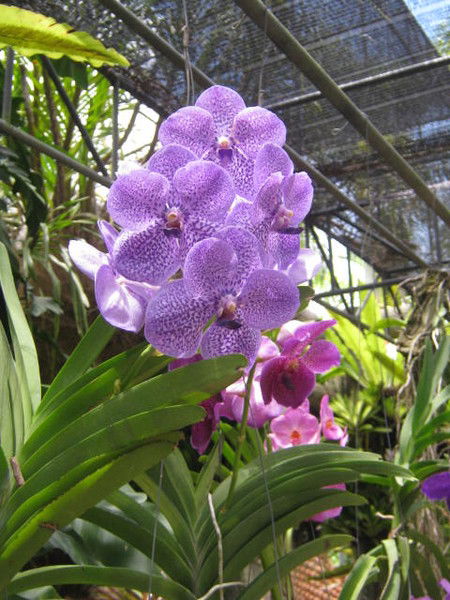 Оксана Идярто