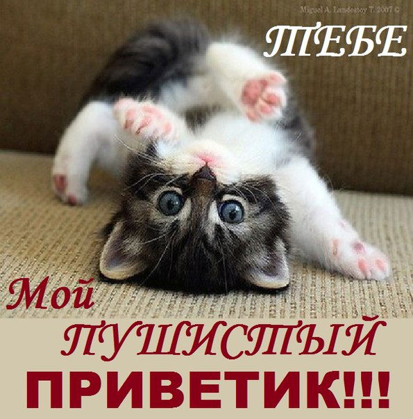 Чернтёнок Номер 13