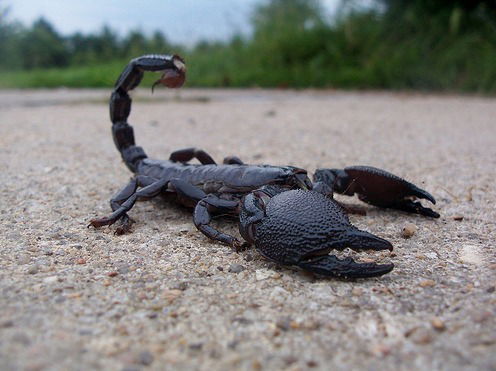 Миша Корепанов