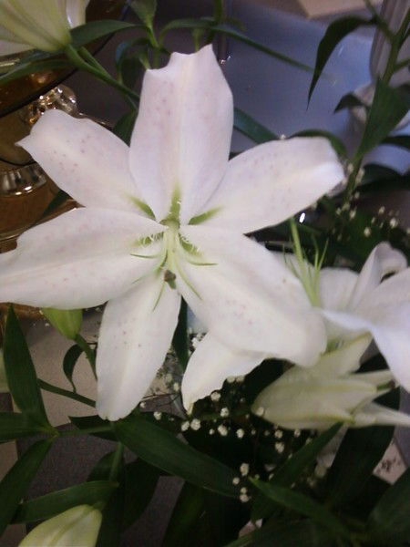 Лилия Новикова