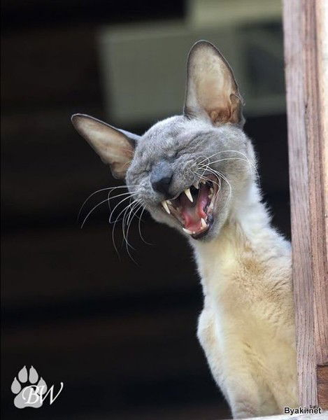 Ольга Харчук