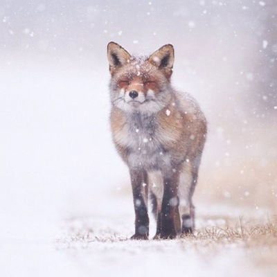 Виктория Сабодаж