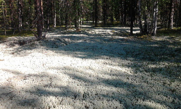 Сергей Иванов