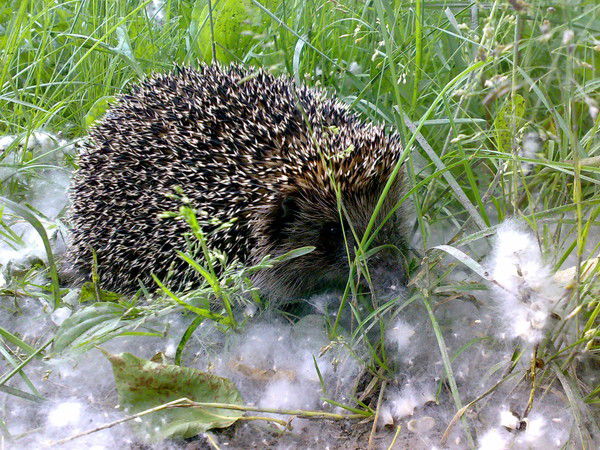 Денис Плешов