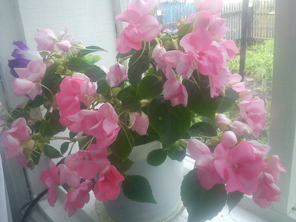 Гульфия Садретдинова