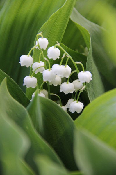 Анна Сазыкина