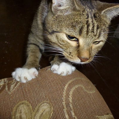 Егор Пыленок