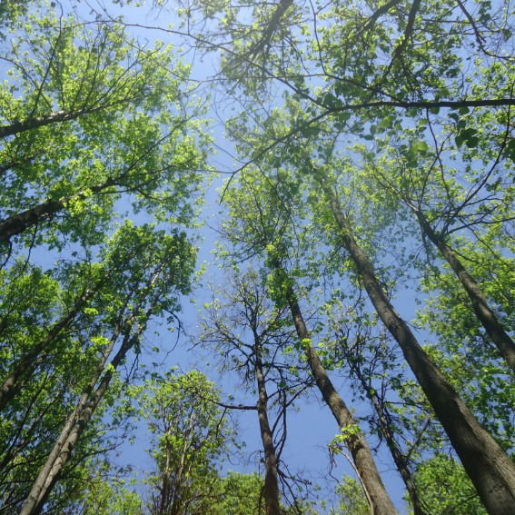 Лариса Петрова