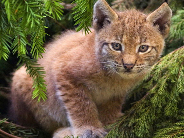 Сергей Кренделев