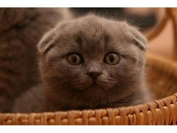 Соня Беспалова