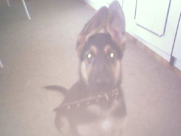 Алексей Алексеев