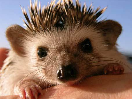 Кирилл Токарев