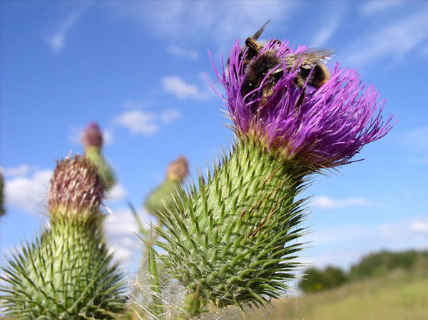 Александр Гайдарь