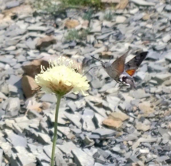 Ольга Минаева