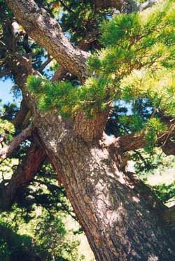 Лариса Казьмина