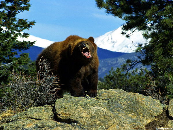 Евгений Вершинин