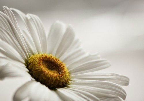 Елена Елена