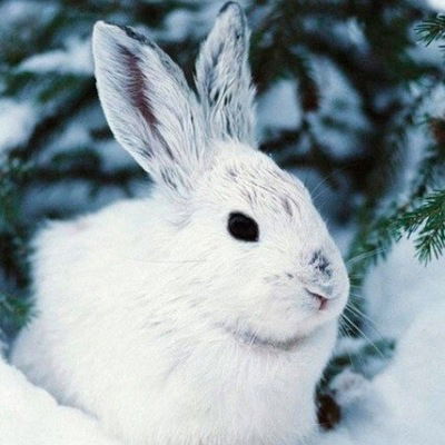 Заяц Няшный