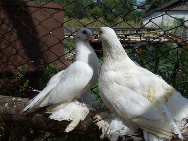 Елена Прекрасная