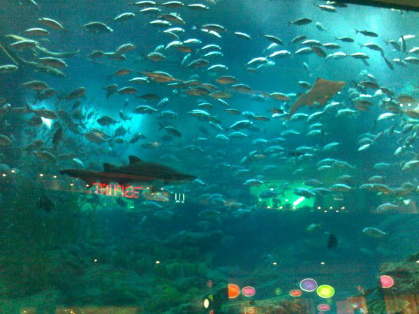 Эльмира Дуйсенова