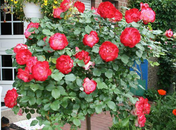 Наталья Демидова