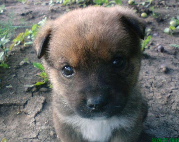 Сергей Терещенко