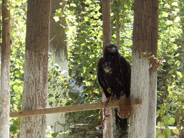 Елена Елена